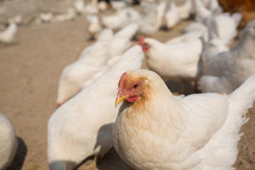 散養雞圖片素材 家禽攝影與養殖的完美結合