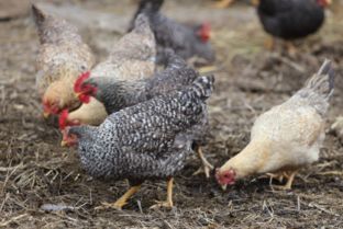 家禽養殖與光禽屠宰生產全指南 土雞與草雞的生態養殖與安全加工