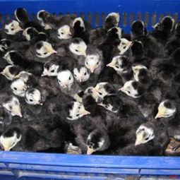 馮氏家禽養(yǎng)殖場(chǎng) 專業(yè)提供廣東火雞苗與福建火雞苗，專注光禽屠宰與生產(chǎn)