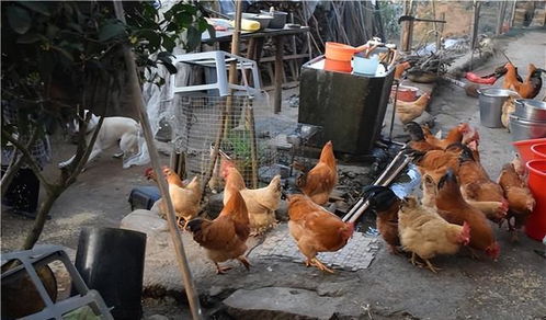 2022年農(nóng)村家禽養(yǎng)殖禁令解除內(nèi)容解讀，農(nóng)民朋友需了解