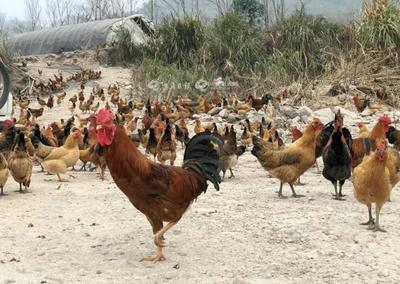 補助暖人心，家禽養殖戶轉憂為喜